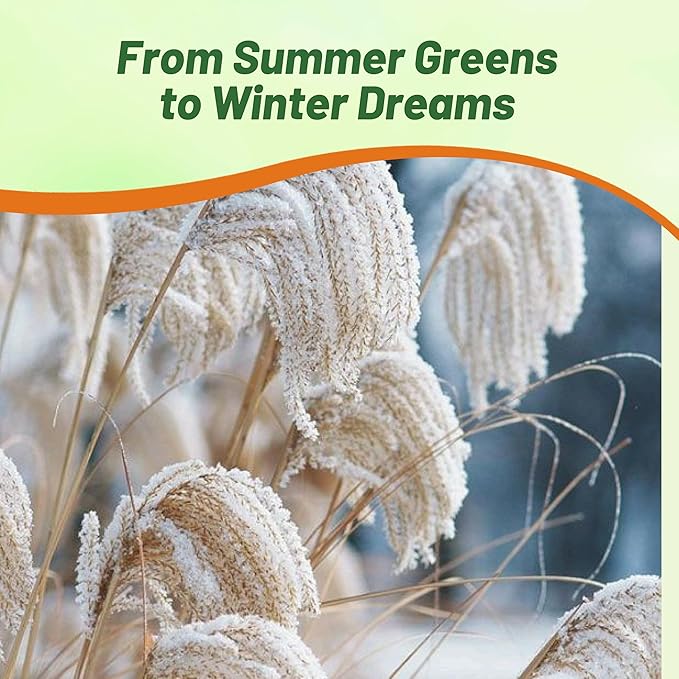 Outsidepride New Hybrids Miscanthus Sinensis Seeds - 250 Pcs. Perennial, Drought & Heat-Resistant, Chinese Silver Ornamental Grass, Tall Growth, Low Maintenance for Landscaping & Privacy Screens