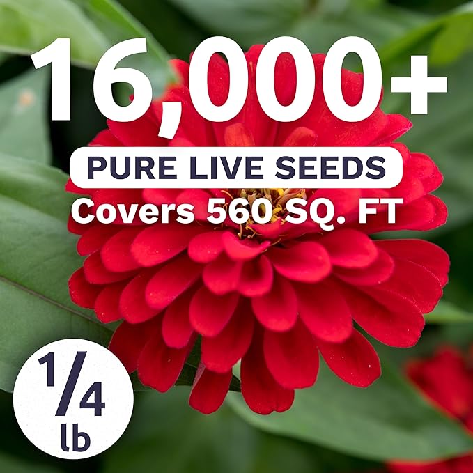 Zinnia Cherry Queen – Large 4 Ounce Packet – 16,000 Flower Seeds for Planting – Zinnia elegans