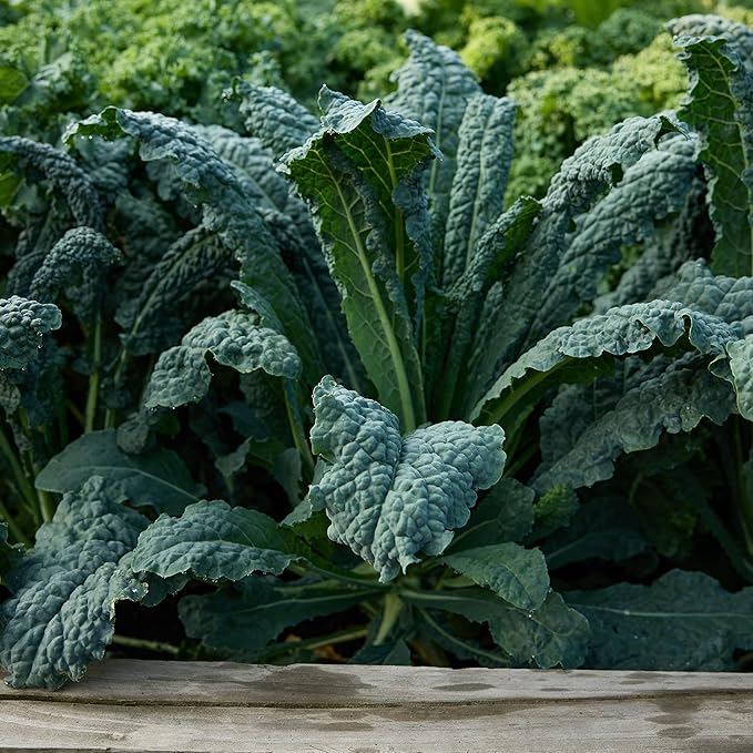 Burpee Lacinato Kale Seeds (Dinosaur Kale) - Heirloom, Tuscan Black Kale