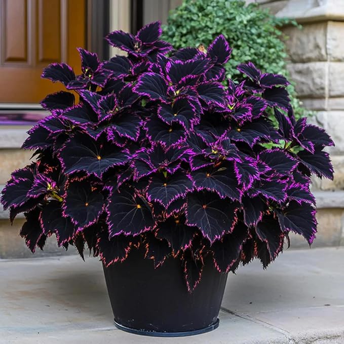 200+ Rainbow Coleus Seeds for Planting - Mix Coleus Seeds Non-GMO Heirloom Beautiful Flowers to Plant Indoors or Outdoors