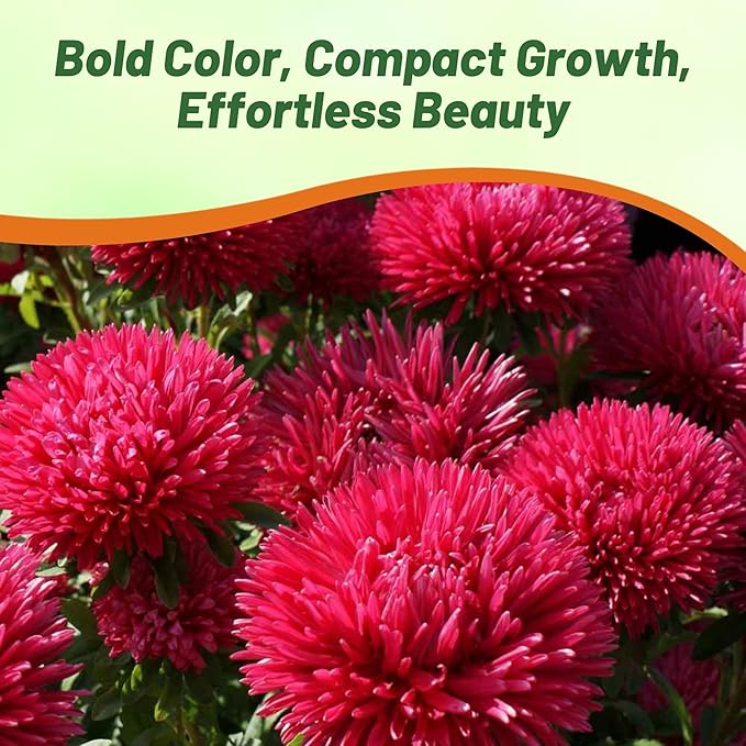 Outsidepride Gremlin Aster Seeds - 2000 Pcs. Annual, Hardy & Pollinator Friendly Flower Seeds for Planting Vibrant Red Blooms and Oval-Shaped Leaves, Great for Meadows & Aesthetic Gardens