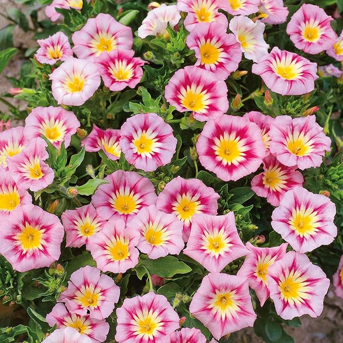 Eden Brothers Morning Glory Seeds (Dwarf) - Rose Ensign
