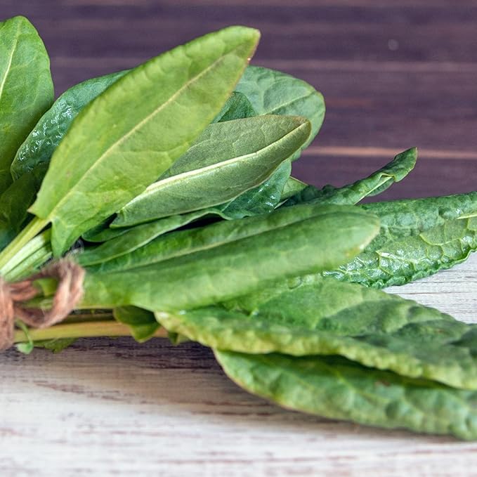 Organic Red Apache Sorrel 1 Gram ~529 Seeds – Rumex acetosella VAR. Apache – Non-GMO Perennial Herb – 65-75 Days to Maturity – Heat & Drought Tolerant – Grows as Microgreens