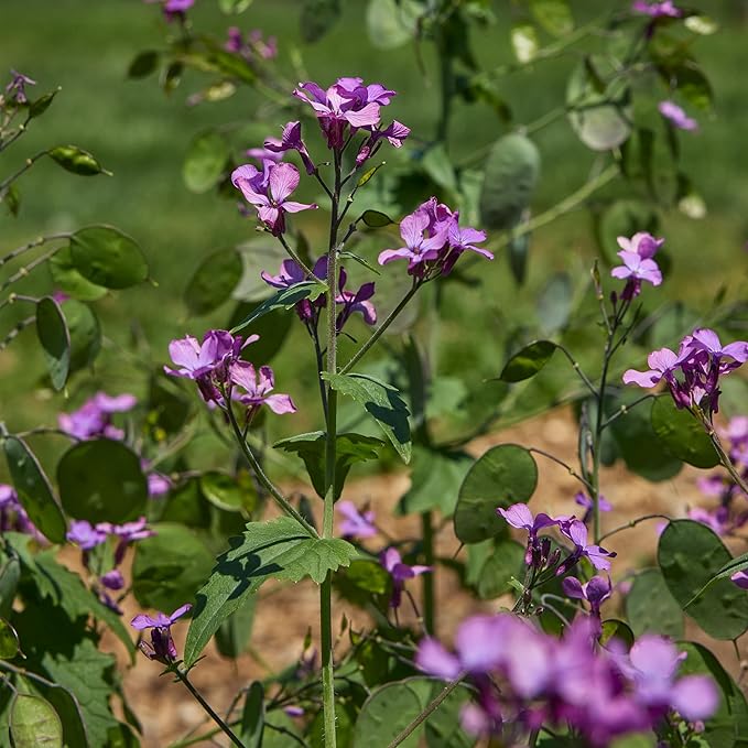 Burpee Money Plant Seeds (Lunaria) - Ornamental Silver Dollar Pods