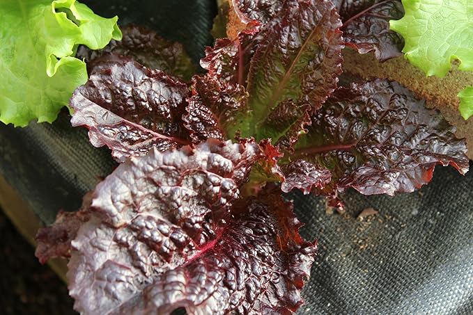 The Living Farm, Cold Hardy Lettuce Seed Collection, Non GMO, Hierloom, Open Pollinated, 2400mg of Seed Latuca Sativa