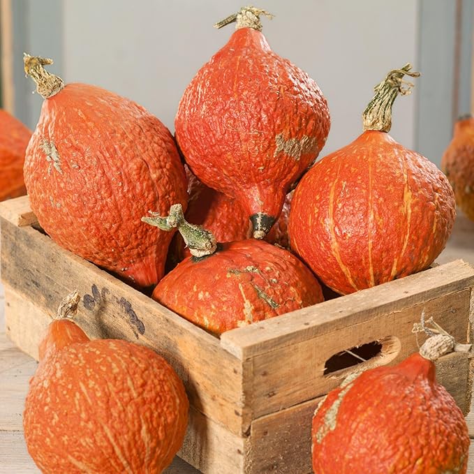 Golden Hubbard Squash 4 Oz ~440 Seeds – 100 Days – Non-GMO Heirloom Winter Squash – Open-Pollinated Vegetable Seeds for Planting – Thick Nutty Flesh – Excellent Storage Variety