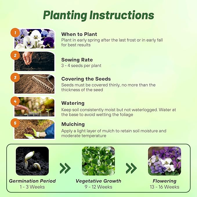 Outsidepride Sorority Sisters Viola Pansy Seeds for Planting - 50 Pcs. Perennial, Spreading, Cold-Hardy & Pollinator Friendly Flowers with Fragrant Blooms for Garden Beds & Container Displays