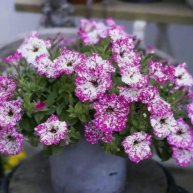 Night Sky Petunia Seeds for Planting, 500pcs Dwarf Wave Petunia Flowers Plant Seeds, Non-GMO Heirloom Annual Beauty Home Garden Flowers in Outdoors Indoor