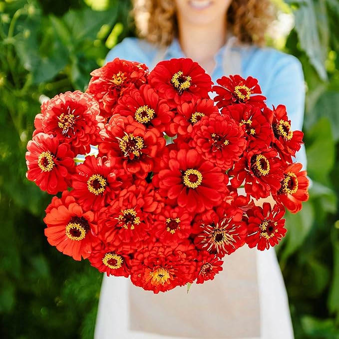 Eden Brothers Zinnia Seeds - Will Rogers, Non-GMO Seeds for Planting, 1 oz | Low-Maintenance Flower Seeds, Plant During Spring, Zones 3, 4, 5, 6, 7, 8, 9, 10