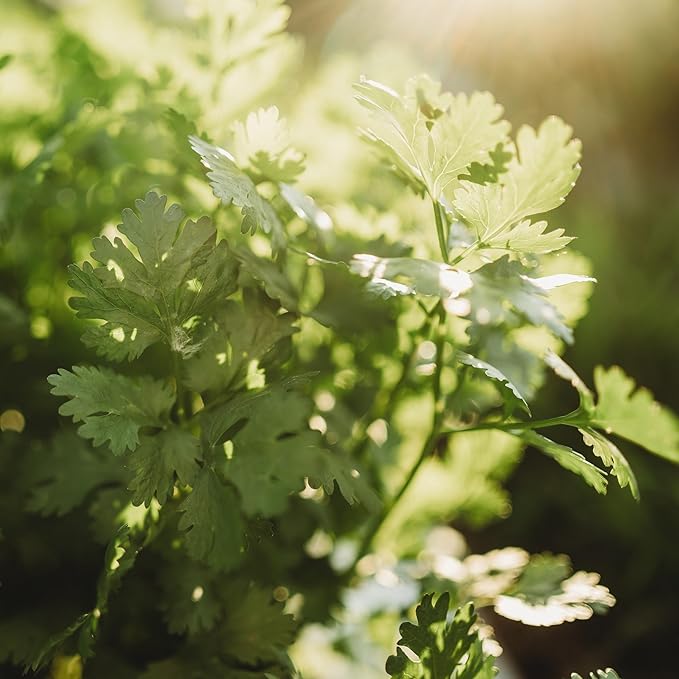 Cilantro - 250 Seeds - Heirloom & Open-Pollinated Variety, Non-GMO Culinary Herb Seeds for Planting, Grow Kitchen Herbs Indoors or Outdoors in Containers/aerogarden/Home Garden, Thresh Seed Company