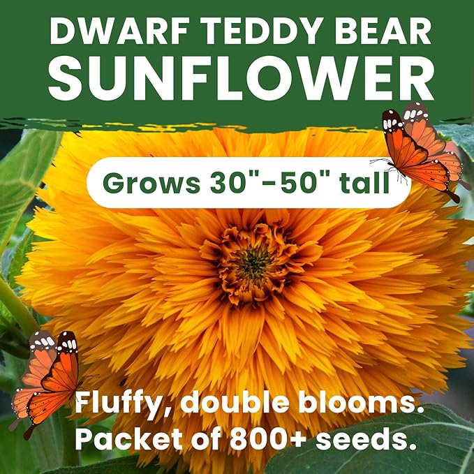 800+ Giant Teddy Bear Sunflower Seeds – Fluffy Double Yellow Petals – Extra Large Blooms – Non-GMO, Open Pollinated, Easy to Grow for Outdoor Garden