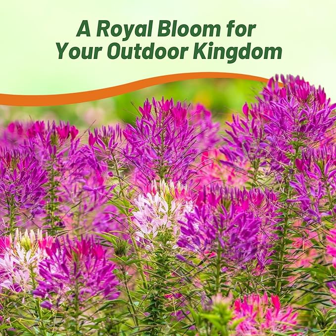 Outsidepride Violet Cleome Seeds - 2000 Pcs Annual Flower Seeds with Large, Airy, Spidery Blooms, Drought Tolerant Spider Plant for Xeriscaping, Flower Bed, Border, Pollinator, & Cut Flower Garden