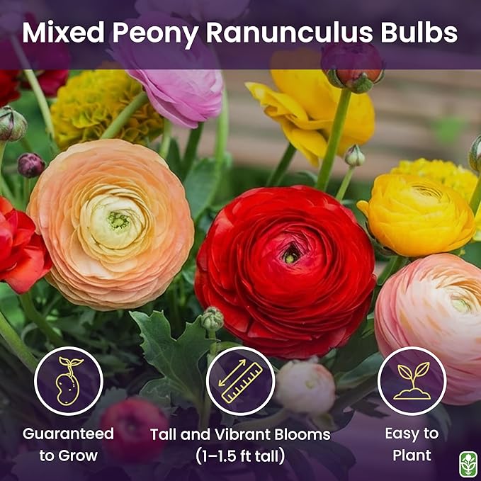 French Peony Mixed Ranunculus - 12 Largest Size Corms, Premium Ranunculus Bulbs, Vibrant Multicolor Blooms, Ideal for Garden Beds, Perfect for Spring Planting, Stunning Peony-Like Flowers