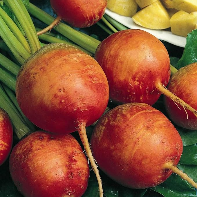 Golden Detroit Beet Seeds - 2 Gram Packet - Non-GMO, Heirloom - Root Vegetable Gardening Seeds