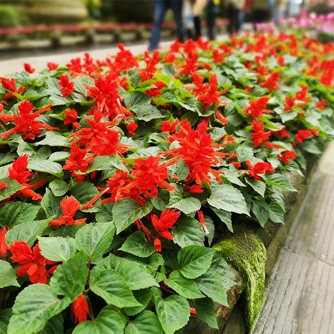 50 Scarlet Sage Flower Seeds for Planting, Perennial Rare Salvia Seed, Non-GMO Arizona Sandstone Agastache Seeds for Garden Home Plant