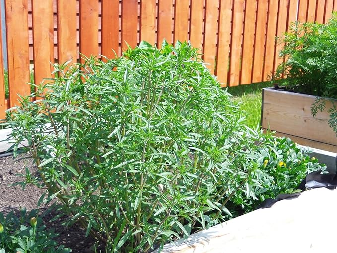 Seeds Summer Savory Heirloom Herbs for Planting Non GMO 800 Seeds
