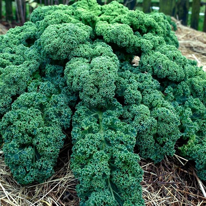 Kale Garden Seeds - Vates Blue Scotch Curled - 2 Gram Packet - Non-GMO, Heirloom- Vegetable Gardening & Microgreens