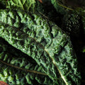 Kale Garden Seed - Premier - 1 Lb ~128,000 Seeds - Non-GMO, Heirloom Vegetable Gardening, Microgreens & Sprouts Seeds