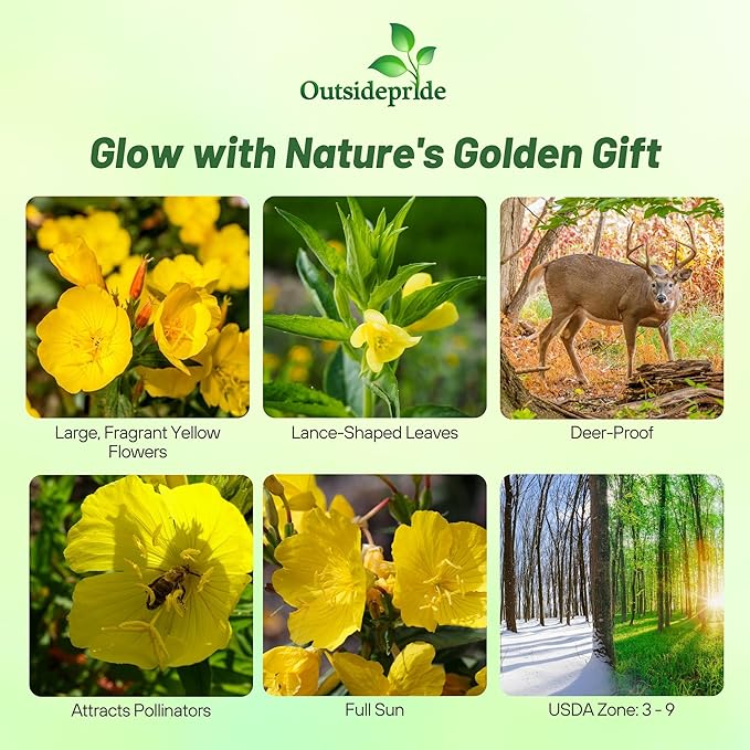 Outsidepride Evening Primrose Seeds - 1 Lb. Annual, Hardy, Easy to Grow & Low Maintenance Flower Seeds for Planting Vibrant Soft Yellow Blooms, for Containers, Borders & Erosion Control