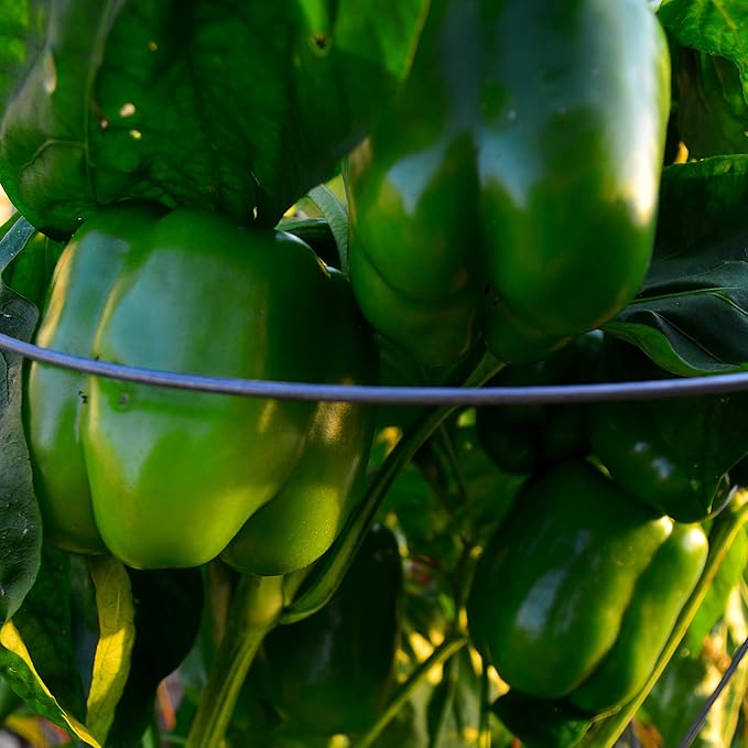 Keystone Resistant Giant Red Bell Pepper - 25 Seeds - Sweet Heirloom Pepper Variety, USA-Grown, Non-GMO Vegetable Seeds for Planting Outdoors in The Home Garden, Thresh Seed Company