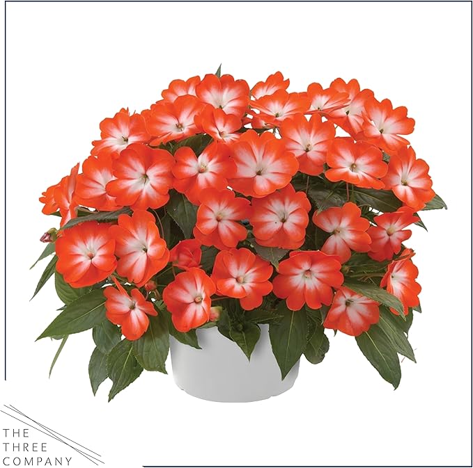 Live Flowering New Guinea Impatiens - Grower's Choice Assorted Colors (3 Plants Per Pack) - Beautiful Shade Flowers - 12" Tall by 5" Wide in 1 Qt Pot