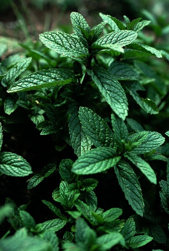 Peppermint Great Garden Herb by Seed Kingdom Bulk 4,000 Seeds