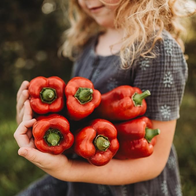 Marconi Red Pepper - 25 Seeds - Giant Sweet Italian Pepper, Heirloom Pepper Variety, USA-Grown, Non-GMO Sweet Italian Pepper Seeds for Planting Outdoors in The Home Garden, Thresh Seed Company