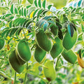 Park Seed Organic Garbanzo Bean Seeds – Heirloom Chickpea Variety, Cold-Tolerant and Nutrient-Rich, Ideal for Sprouting, Cooking, or Soil Health Improvement, 100 Days to Maturity – Pack of 150