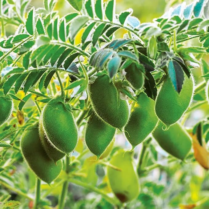 Park Seed Organic Garbanzo Bean Seeds – Heirloom Chickpea Variety, Cold-Tolerant and Nutrient-Rich, Ideal for Sprouting, Cooking, or Soil Health Improvement, 100 Days to Maturity – Pack of 150