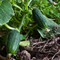 Spacemaster 80 Cucumber Garden Seeds - 1 Oz - Non-GMO, Heirloom Vegetable Gardening Seed by Mountain Valley Seeds