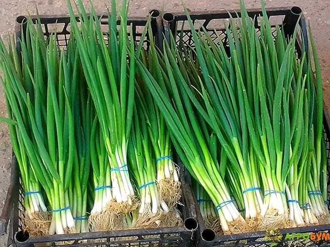 Seeds Bunching Green Onions Scallions 250+ Seeds for Planting Perennial Vegetable Garden Spring Onions Non-GMO