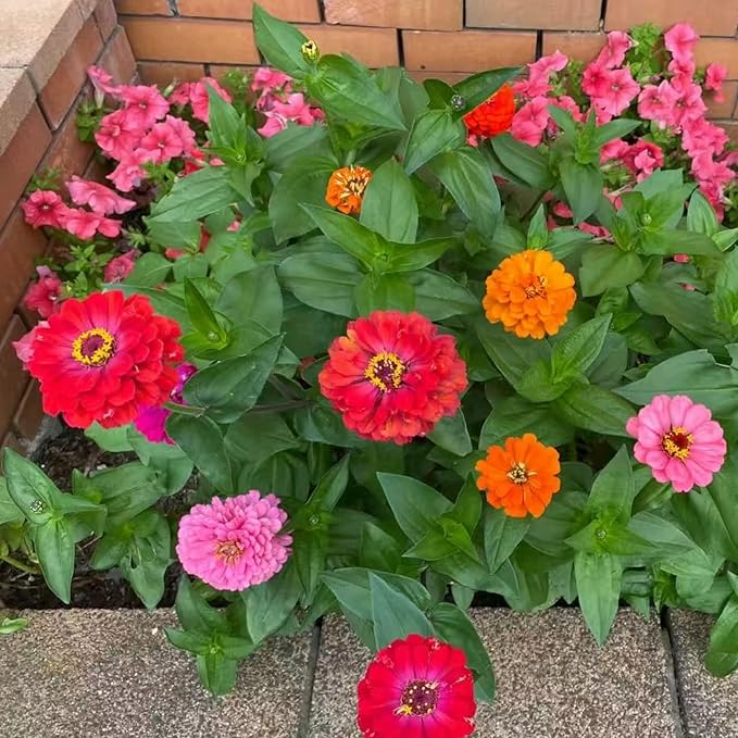 50 Mixed Color Zinnia Seeds – Vibrant Annual Garden Flowers, Easy-to-Grow Heirloom Blooms for Cut Flowers and Bouquets