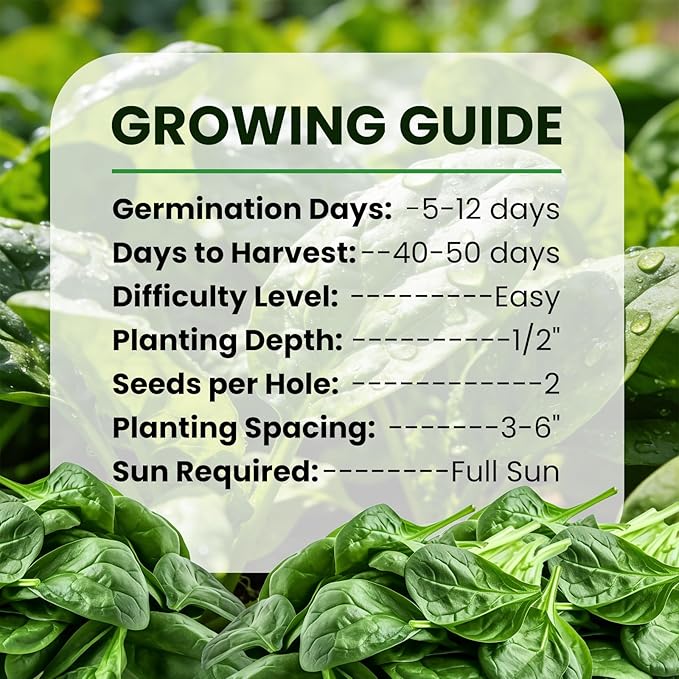 Bloomsdale Spinach Seeds for Planting 960+ Seeds - Non-GMO Heirloom Seeds High Germination Spinach for Indoor Outdoor Home Vegetable Garden - Abundance of Leafy Greens