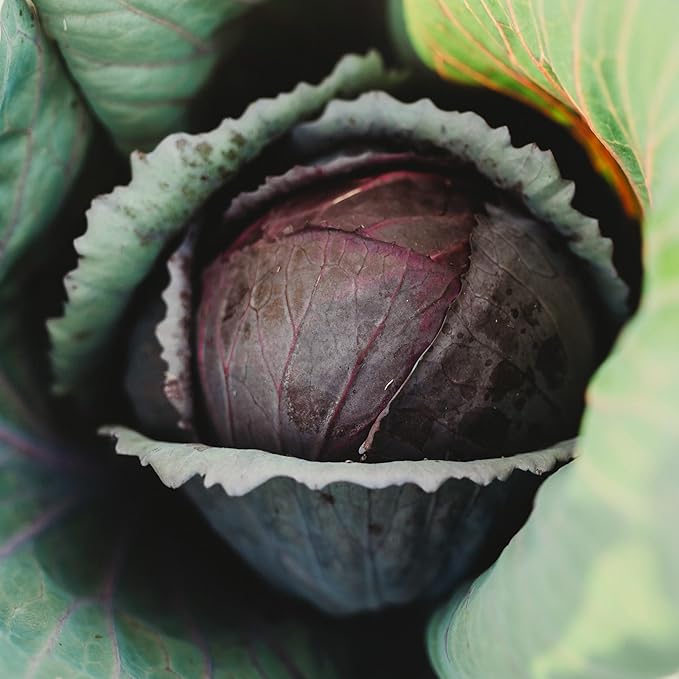 Red Acre Cabbage - 100 Seeds - Heirloom & Open-Pollinated Variety, Non-GMO Vegetable Seeds for Planting in The Home Garden, Thresh Seed Company