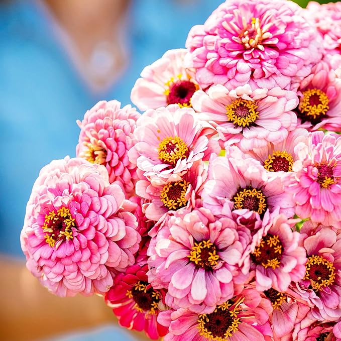Eden Brothers Zinnia Seeds - Illumination, Non-GMO Seeds for Planting, 1/4 lb | Low-Maintenance Flower Seeds, Plant During Spring, Zones 3, 4, 5, 6, 7, 8, 9, 10