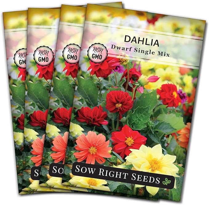 Sow Right Seeds - Dwarf Single Mix Dahlia Flower Seeds for Planting - Non-GMO Heirloom Packet - Rare Colors to Attract Pollinators - Cut and Come Again - Symmetrical Blooms Great for Bouquets (4)
