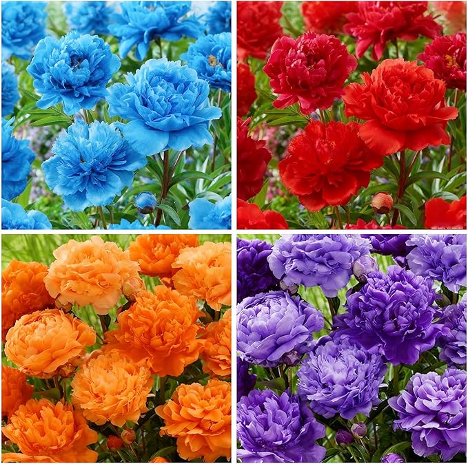 100+ Mixed Colorful Peony Flower Seeds for Planting- Peony Flower Mixed-Attracts Bees&Butterflies Fragrant Butterfly Non-GMO Heirloom Seeds
