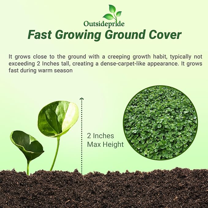 Outsidepride Perennial Dichondra Repens Seeds - 5 lbs Dense Green, Low-Maintenance Ground Cover Seeds for Planting, Ideal Lawn Alternative in Sun or Shady Areas & Erosion Control in USDA Zones 8-11