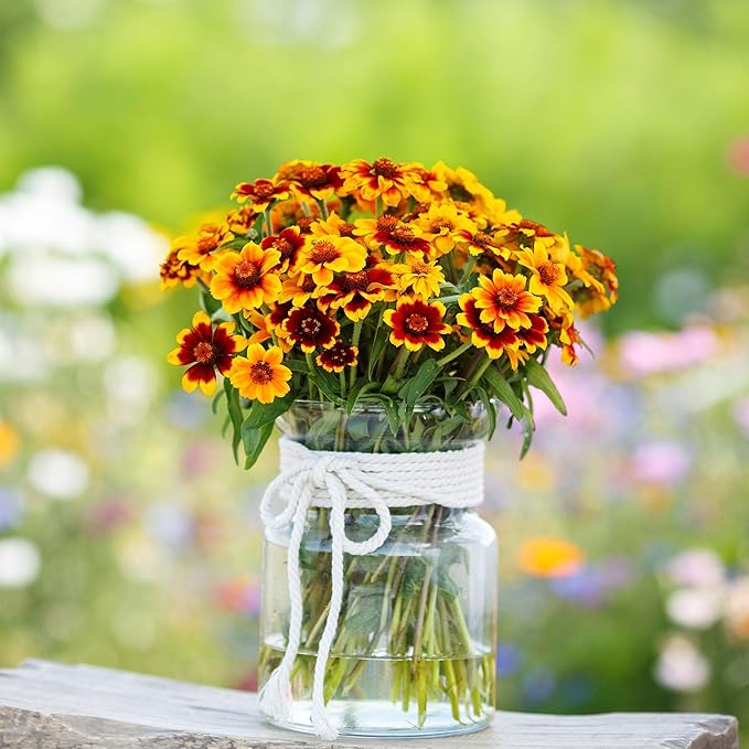 Eden Brothers Mexican Zinnia Seeds - Persian Carpet, Non-GMO Seeds for Planting, 1/4 lb | Low-Maintenance Flower Seeds, Plant During Spring, Zones 3, 4, 5, 6, 7, 8, 9, 10