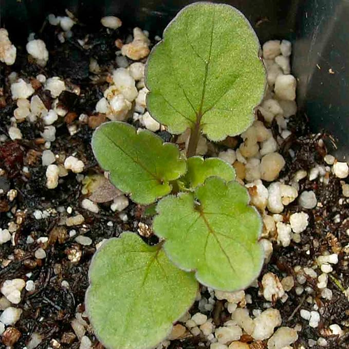 Seed Needs, Swiss Giants Pansy Seeds - 600 Heirloom Seeds for Planting Viola wittrockiana - Annual Edible Flowers that Attract Butterflies & Other Pollinators (2 Packs)