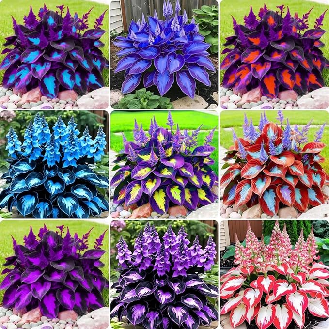280+ Hosta Seeds for Planting - Hardy Perennial Ground Cover with Lush Fragrant Foliage, Thrives in Partial Shade Low Maintenance Long-Lasting Beauty for Garden Landscaping, Borders & Outdoor Decor