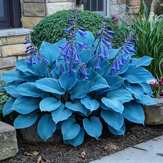 Hosta Seeds for Planting, 290+ Mixed Hosta Seeds, Perennial Flower Palnts, Non-GMO Heirloom Hosta Flower Seed for Home Garden Outdoor