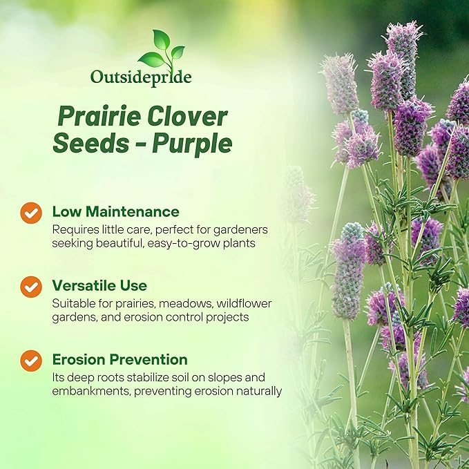 Outsidepride Purple Prairie Clover Seeds - 1/4 lb. Perennial Seeds for Planting, Easy to Grow, Drought & Heat Tolerant, High Protein Forage for Livestock, Ideal for Meadow Gardens, & Xeriscaping