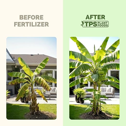 Banana Tree Fertilizer – Liquid Fertilizer for All Banana Tree Varieties, Supports Growth & Fruiting, 8 oz