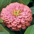 Zinnia Flower Garden Seeds - Magellan Series - Salmon - Packet of 10 Seeds - Annual Flower Gardening Seed - Zinnia elegans