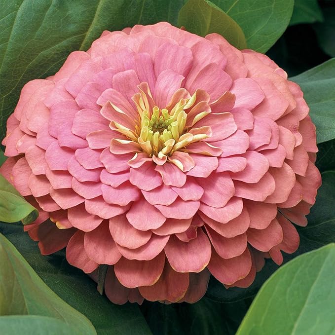 Zinnia Flower Garden Seeds - Magellan Series - Salmon - Packet of 10 Seeds - Annual Flower Gardening Seed - Zinnia elegans