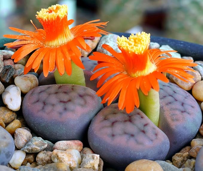 Mixed Colored Rare Succulents Seeds Flower Plant 200 Pcs Seeds