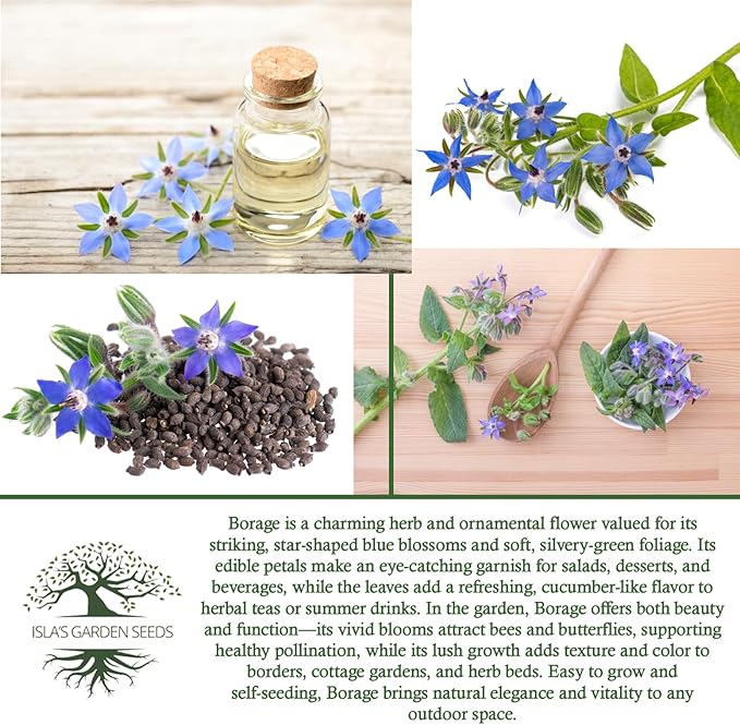 Borage Flower & Herb Seeds (Borago officinalis) – 125+ Non-GMO Heirloom Seeds by Isla’s Garden Seeds, Edible Blue Blossoms for Garnish & Herbal Tea, Pollinator-Friendly Annual, Easy to Grow, Gift Idea