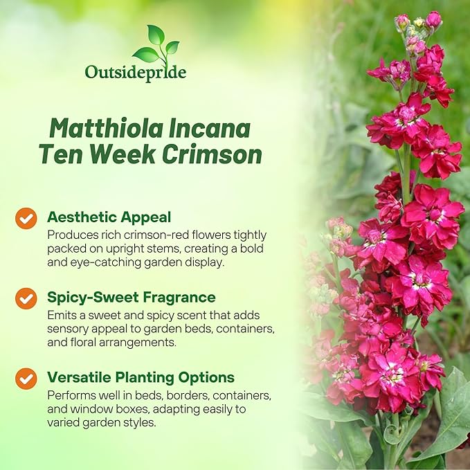 Outsidepride Ten Week Crimson Mattiola Stock Seeds - 1000 Pcs Annual Flower Seeds for Planting with Fragrant Blooms That Attract Pollinators, Compact Growth, for Cut Flower Arrangements & Containers