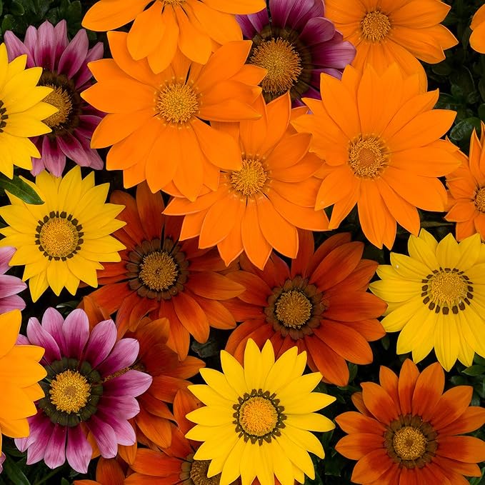 Outsidepride New Day Bright Mixed Gazania Seeds for Planting – 25 Pcs Perennial, Low-Maintenance, Drought-Tolerant Ground Cover Seeds for Vibrant Summer & Fall Flowers, Great for Outdoor Gardens